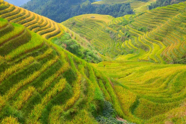 Terrasses de riz Longji — Photo