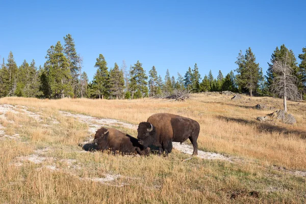 Żubr w parku narodowym Yellowstone, — Zdjęcie stockowe
