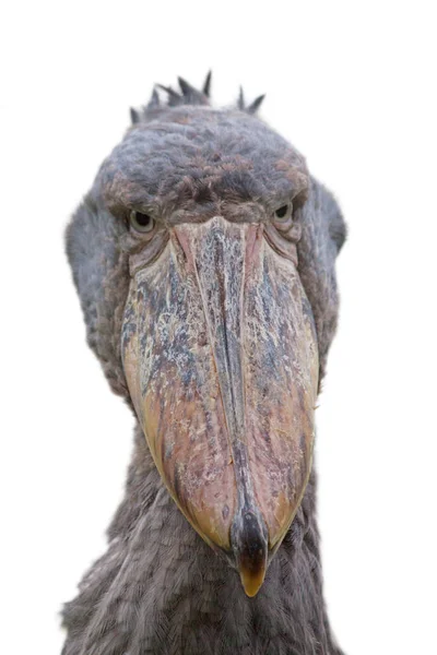 Shoebill patrząc prosto do aparatu — Zdjęcie stockowe