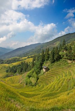 Longsheng pirinç Teras