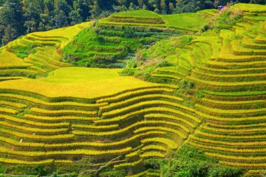 Longsheng pirinç Teras