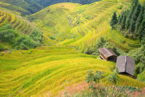 Terraço de arroz Longsheng — Fotografia de Stock