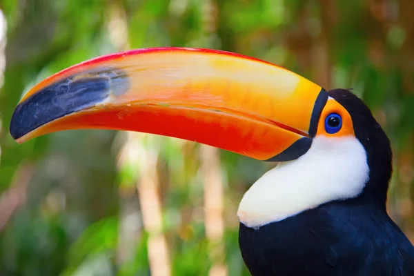 Gros plan du tucan coloré — Photo