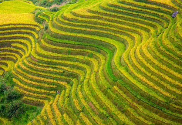 Terraço de arroz Longsheng — Fotografia de Stock