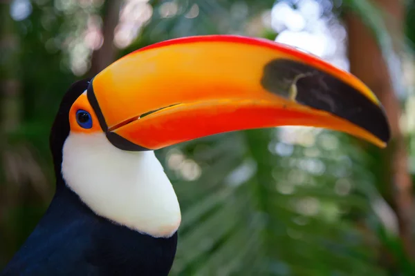 Närbild av färgglada tucan — Stockfoto