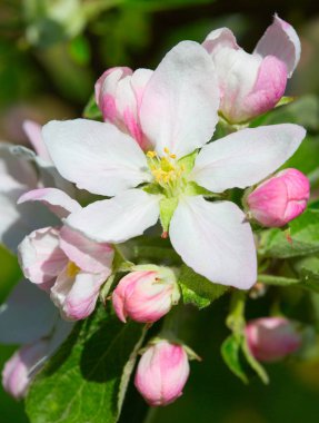 Bahar çiçek açması elma bahçesinde closeup