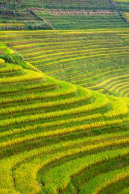 Longsheng pirinç terasları (ejderha omurga) olarak da bilinen Longji pirinç terasları Longsheng ilçesinde yaklaşık 100 kilometre (62 mil) Guilin, Guangxi, China bulunan.