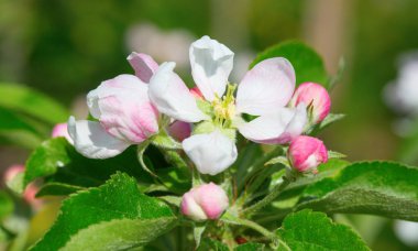 Bahar çiçek açması elma bahçesinde closeup