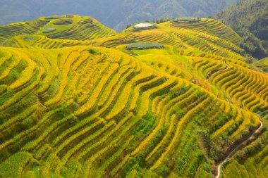 Longsheng pirinç terasları (ejderha omurga) olarak da bilinen Longji pirinç terasları Longsheng ilçesinde yaklaşık 100 kilometre (62 mil) Guilin, Guangxi, China bulunan.