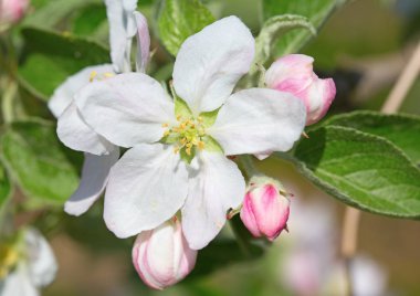 Bahar çiçek açması elma bahçesinde closeup