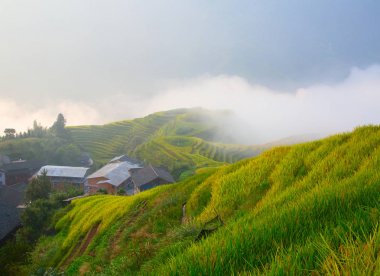 Longsheng pirinç terasları (ejderha omurga) olarak da bilinen Longji pirinç terasları Longsheng ilçesinde yaklaşık 100 kilometre (62 mil) Guilin, Guangxi, China bulunan.