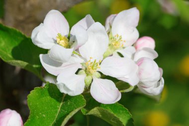 Bahar çiçek açması elma bahçesinde closeup
