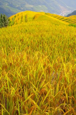 Longsheng pirinç terasları (ejderha omurga) olarak da bilinen Longji pirinç terasları Longsheng ilçesinde yaklaşık 100 kilometre (62 mil) Guilin, Guangxi, China bulunan.