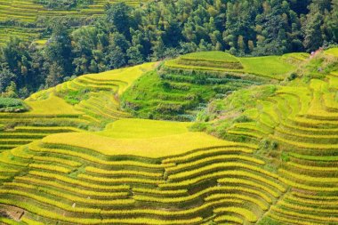 Longsheng pirinç terasları (ejderha omurga) olarak da bilinen Longji pirinç terasları Longsheng ilçesinde yaklaşık 100 kilometre (62 mil) Guilin, Guangxi, China bulunan.