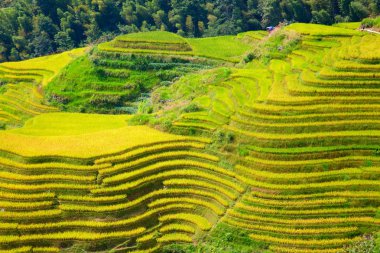 Longsheng pirinç terasları (ejderha omurga) olarak da bilinen Longji pirinç terasları Longsheng ilçesinde yaklaşık 100 kilometre (62 mil) Guilin, Guangxi, China bulunan.