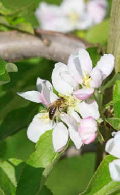 Bahar çiçek açması elma bahçesinde closeup