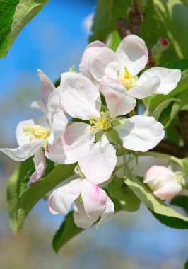 Bahar çiçek açması elma bahçesinde closeup