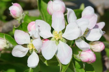 Bahar çiçek açması elma bahçesinde closeup