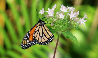 Monarch kelebek veya sadece hükümdar (Danaus plexippus) süt kardeş kelebek (Danainae alt familya) aile Nymphalidae.