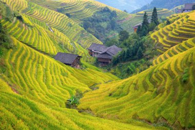 Longsheng pirinç terasları (ejderha omurga) olarak da bilinen Longji pirinç terasları Longsheng ilçesinde yaklaşık 100 kilometre (62 mil) Guilin, Guangxi, China bulunan.