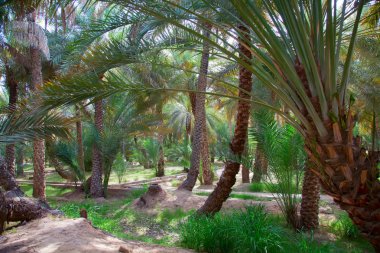 Palm garden in Al Ain oasis                            clipart