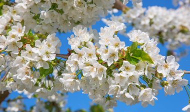Kiraz Çiçek bahçesinde bahar closeup