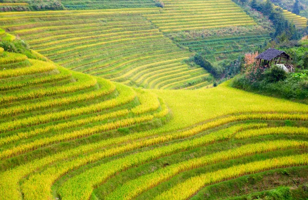 Longsheng Rice Terraces Dragons Backbone Também Conhecido Como Longji Rice — Fotografia de Stock