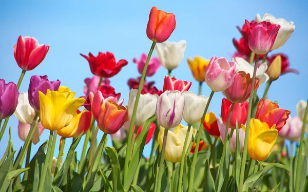 Tulipanes Frescos Flor Jardín Primavera — Foto de Stock