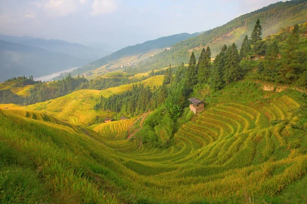 Longsheng Rice Terraces Dragons Backbone Également Connu Sous Nom Longji — Photo