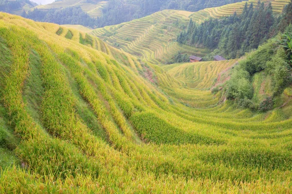 Longsheng Rice Terraces Dragons Backbone Também Conhecido Como Longji Rice — Fotografia de Stock