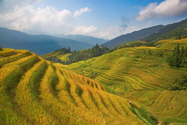 Longsheng Rice Terraces Dragons Backbone Également Connu Sous Nom Longji — Photo