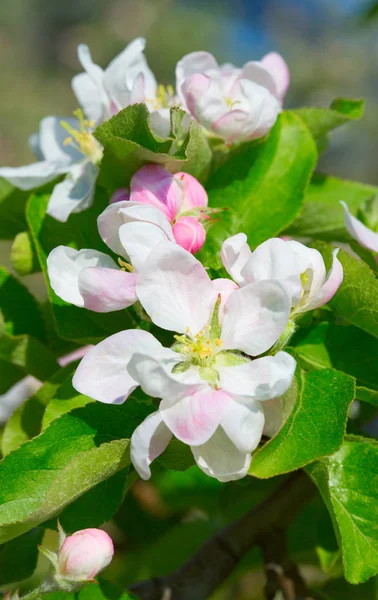 Bahar Çiçek Açması Elma Bahçesinde Closeup — Stok fotoğraf