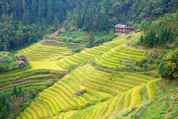 Longsheng Рисові Тераси Дракони Хребта Також Відомий Longji Тераси Рисових — стокове фото