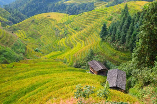 Longsheng Rice Terraces Dragons Backbone Également Connu Sous Nom Longji — Photo