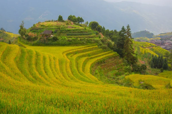 Longsheng Rice Terraces Dragons Backbone Também Conhecido Como Longji Rice — Fotografia de Stock