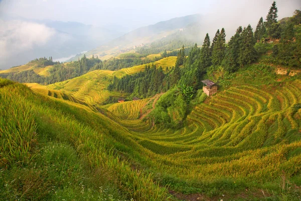 Райсовые Террасы Луншэн Drahsheng Backbone Известные Longji Rice Terraces Расположены — стоковое фото