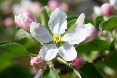 Bahar çiçek açması elma bahçesinde closeup.