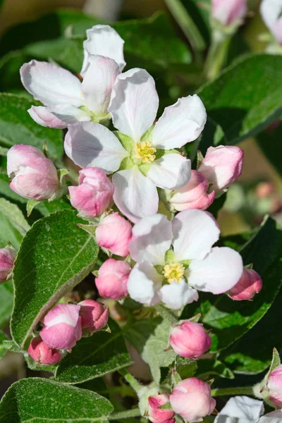 春の開花のリンゴ園のクローズ アップ — ストック写真
