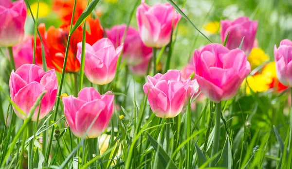 Frisch Blühende Tulpen Frühlingsgarten — Stockfoto