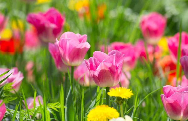 Tulipanes Frescos Flor Jardín Primavera — Foto de Stock