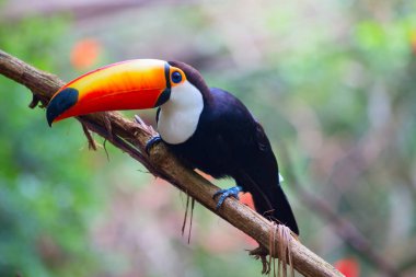 Ağaç dalı üzerinde tünemiş renkli tucan