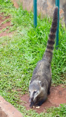 Sevimli Coati (Nasua nasua) yemek Iguacu yakın turist Brezilya'da düşüyor.