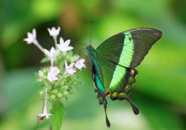 Papilio palinurus, zümrüt swallowtail, zümrüt tavus kuşu veya yeşil bantlı tavus kuşu, kelebek cins Papilio Papilionidae ailesine ait