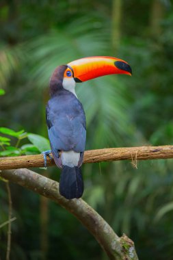 Ağaç dalı üzerinde tünemiş renkli tucan