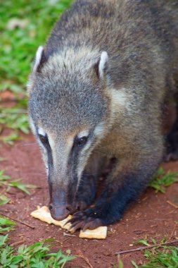 Sevimli Coati (Nasua nasua) yemek Iguacu yakın turist Brezilya'da düşüyor.