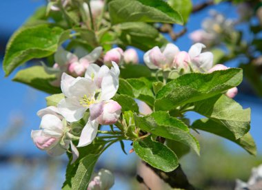 Parlak çiçek açması elma bahçesinde bahar