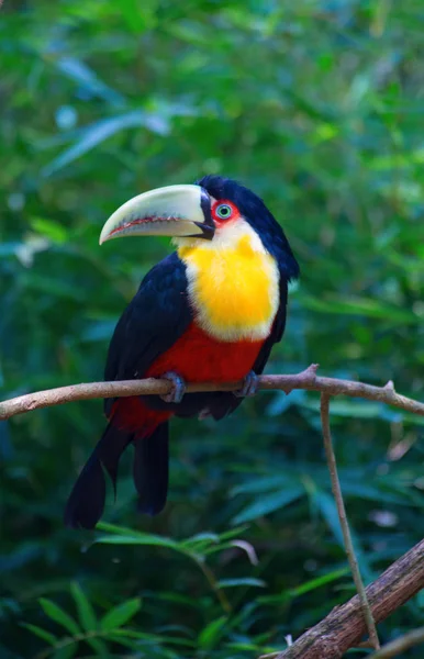 Πολύχρωμο Tucan Σκαρφαλωμένο Πάνω Κλαδί Δέντρου — Φωτογραφία Αρχείου