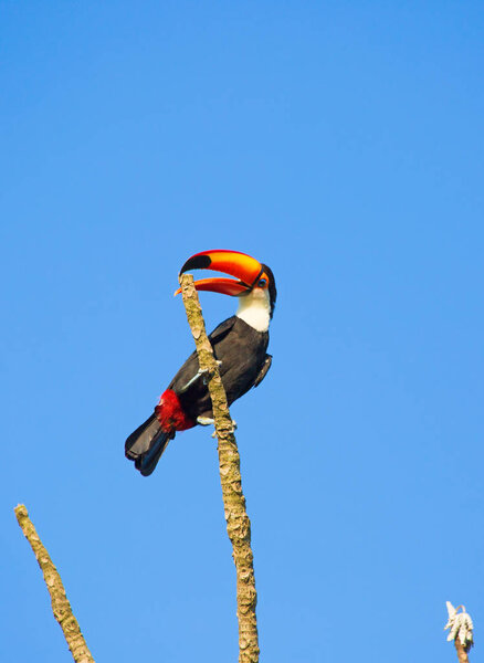 Colorful tucan sitting on tree branch against blue sky