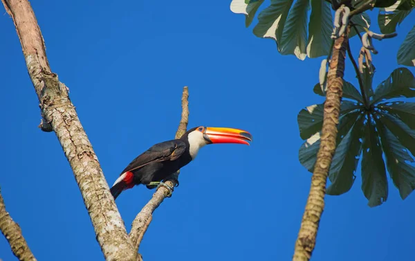 Tucan Colorido Sentado Galho Árvore Contra Céu Azul — Fotografia de Stock