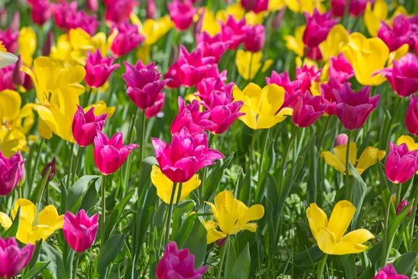 春の庭の新鮮な咲くチューリップ — ストック写真